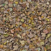 leaves-green
