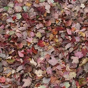 red leaves